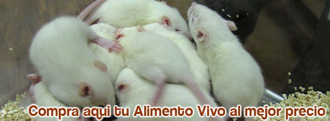 alimento vivo