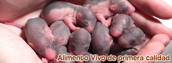 alimento vivo