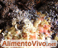 Colembolos blue